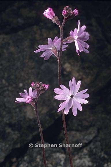 lithophragma parviflorum var parviflorum 2 graphic